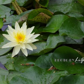初夏的元素——大唐芙蓉园随拍