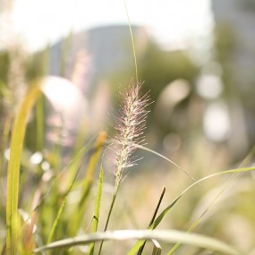 马路边的毛毛狗