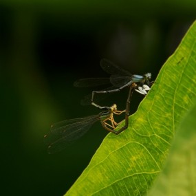 草深深 情依依 生不离死不弃