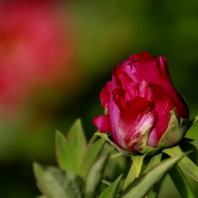 明媚鲜艳正当时