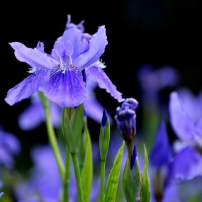 盛开的【鸢尾花】