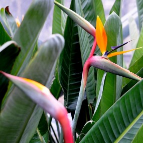 植物园的花（2）