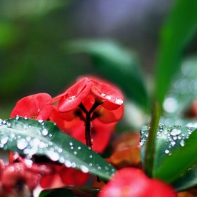 花盆里的色彩——