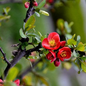 新拍一组海棠花。万像更新2012,4,2