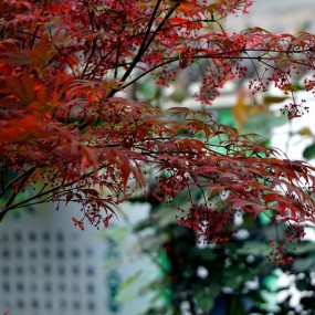 【习 拍】春 ——  红枫.....