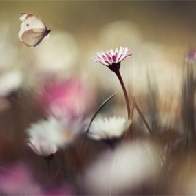 森林里的植物世界（5）