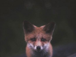 Konsta Punkka | 动人的野生动物影像