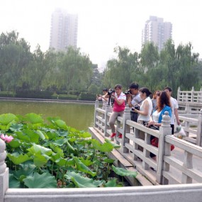 拍荷花的那些人