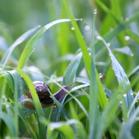 九华山蜗牛与晨露