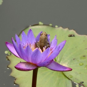 荷塘系列-  青蛙