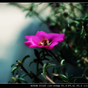 中秋午后的太阳花