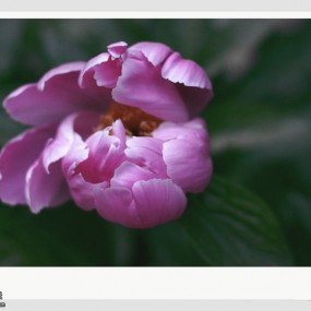 90微和小痰盂拍的花，对照一下