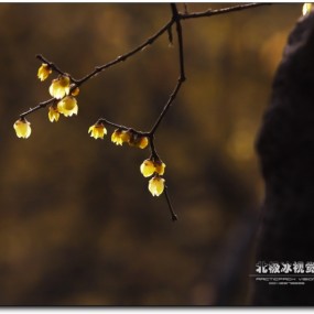 我镜头里的蜡梅