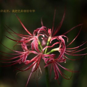 植物园的彼岸花，牵引之花，地狱之花