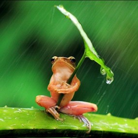 树蛙撑叶子伞遮风挡雨精彩瞬间_航海王基德