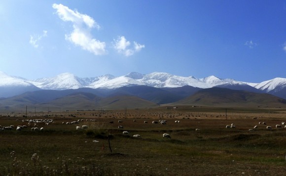 ——青海湖畔的秋色——