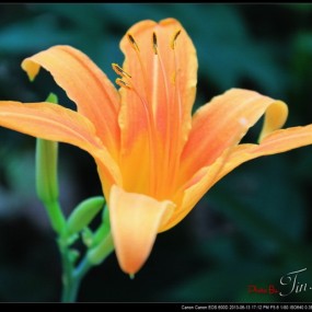 这是黄花菜的花么？