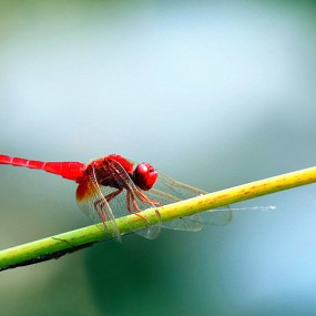 传说中的红蜻蜓