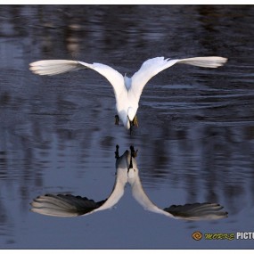 【小白兔又打鸟啦！！】