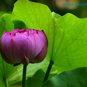 莲湖公园拍荷花