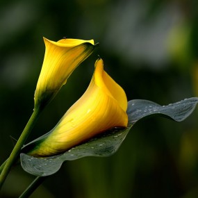 花开富贵--马蹄莲花2