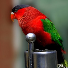 鸟是人类的朋友？