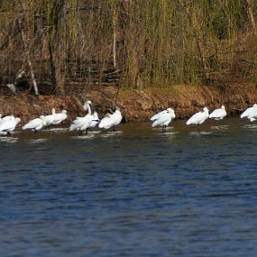 鸟的世界鸟快乐