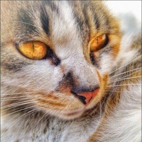 【流浪猫】手机摄影