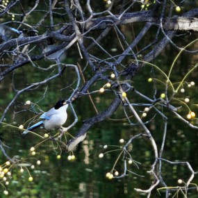 去兴庆公园看秋