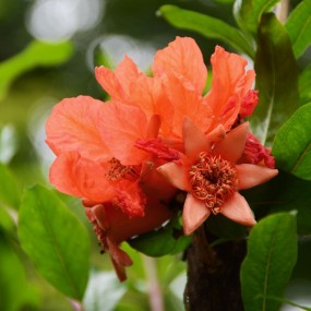 骊山石榴花正红