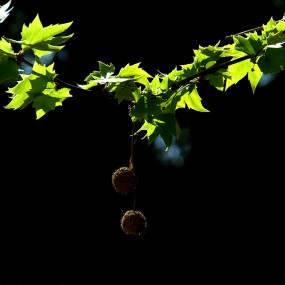 【光影】散步随拍