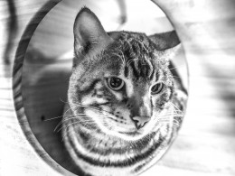 拍一拍我宠物店的豹猫