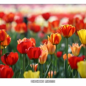 又到花季、又见郁金香