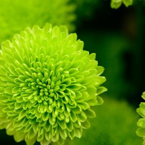 西安植物园随拍