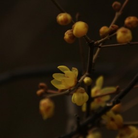 孤独让你如此的美丽