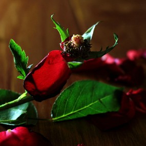 即将逝去的美丽