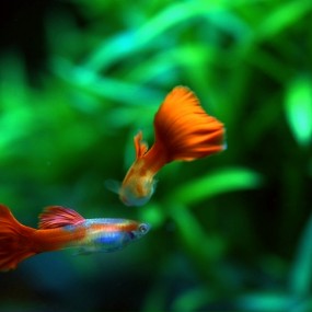 孔雀鱼——大红袍