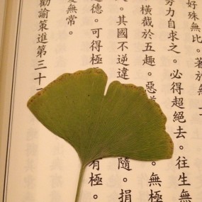 叶子和佛