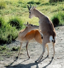 追逐中华对角羚