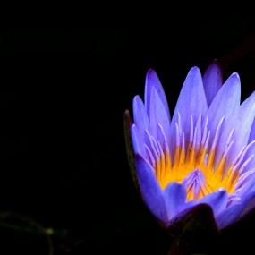 水中皇后  睡莲