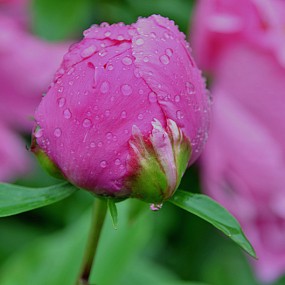 含苞待放。万像更新2012.5.2