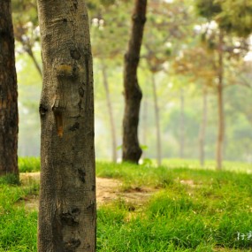 行街乱拍自然博物馆的------恐龙
