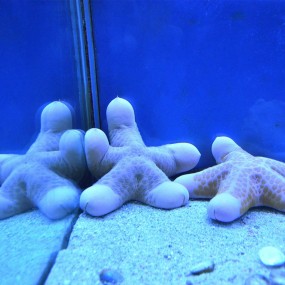 海星·海参·海族箱（1）