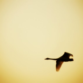 起飞起飞——走你