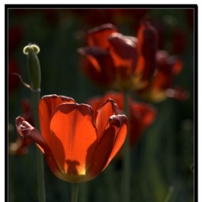 郁金香第二辑~盛开与凋零