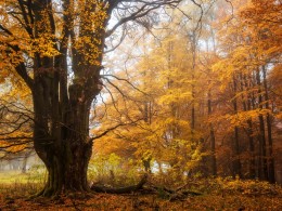 秋色 ｜ Heiko Gerlicher