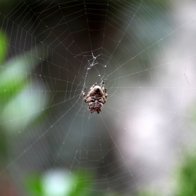 不下雨了，中午出来放风。猫咪也出来了。