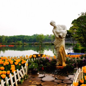 南京中山植物园观赏郁金香