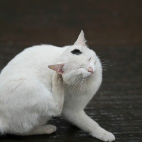 20120704 雨后的几张   600d--135