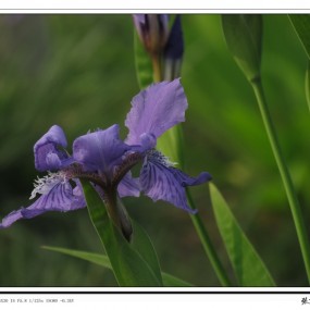鸢尾花